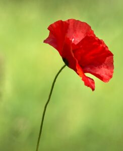 red poppy